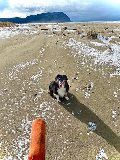 Blue sky and Tillamook Head in background. Black tri-colored Miniature American Shepherd sitting on yellow tan strand (beach) with a bit of snow in middle. Orange fetch bumper in foreground.