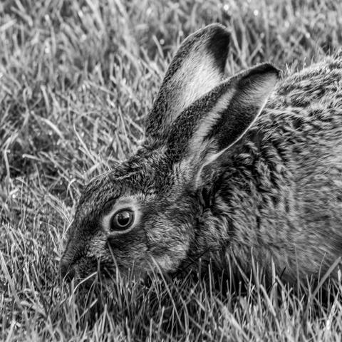 brown hare