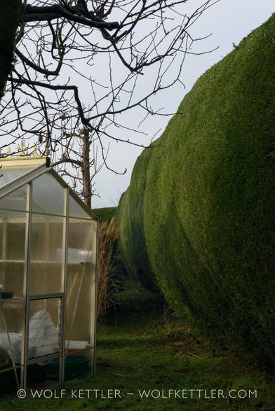 Portrait orientation photograph. To the left part of a small greenhouse. The windows are steamed up from this morning’s frost and dew.
Along the right edge runs a tall hedge from the foreground to the back. The hedge has just been cut and looks very neat.
Overhanging the frame are a few bare, small branches from a tree.