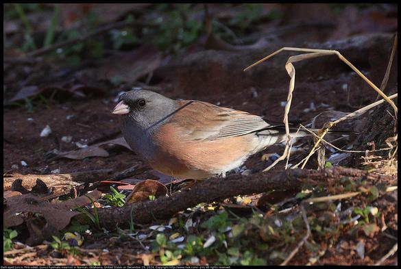 A Dark-eyed Junco, Pink-sided, (Junco hyemalis mearnsi) was eating seeds on the ground in Norman, Oklahoma, United States on December 29, 2024. This coloring has been called a subspecies and is rare in Oklahoma, but the species has been expanding its range and coloring varies by locality.