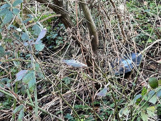 A photo of a steep embankment which is covered in undergrowth. To the right of the image is a discarded 12” record which is partially covered by the undergrowth. Annoying I can’t make out what’s written on the label so who knows what music’s on it.