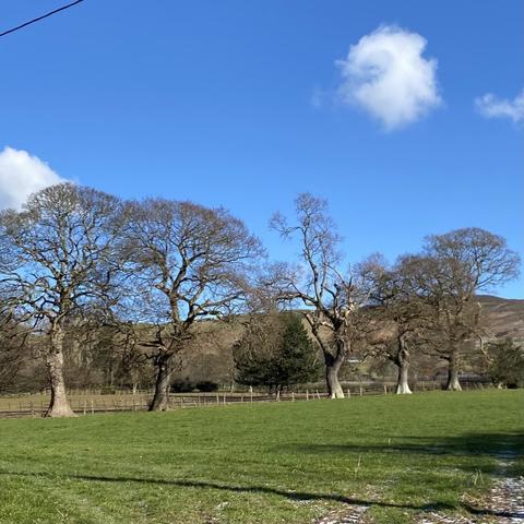 a line of five beech trees marking a boundary between two green fields, all leafless in the february sunshine. Gentle brown hills behind and blue sky above