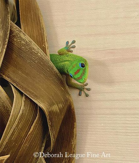 Kaka'ako Gecko, photography. This cheeky gecko is peeking out from behind a woven hat hanging on the wall of my favorite flower shop Paiko, located in Kaka'ako, a section of Oahu, Hawaii.

This colorful fellow is a Phelsuma laticauda angularis.
