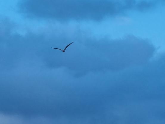 Gabbiano solitario in volo nel cielo blu cupo coperto da nuvole