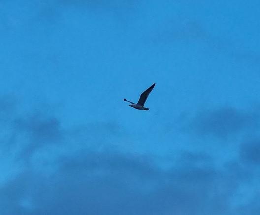 Gabbiano solitario in volo nel cielo blu cupo coperto da nuvole