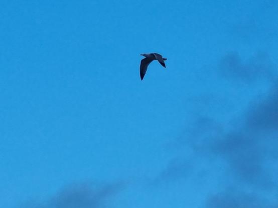 Gabbiano solitario in volo nel cielo blu cupo coperto da nuvole