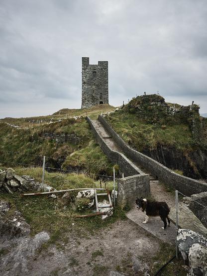 A dog stands next to a stone bridge that goes across a rocky watercourse. There is grass throughout the mid frame, but on the mound to the right beyond the fence posts you get a glimpse of the sea.  We are headed to the square stone tower, the remains of a castle.  It's on a rocky bluff with panoramic views of the ocean.