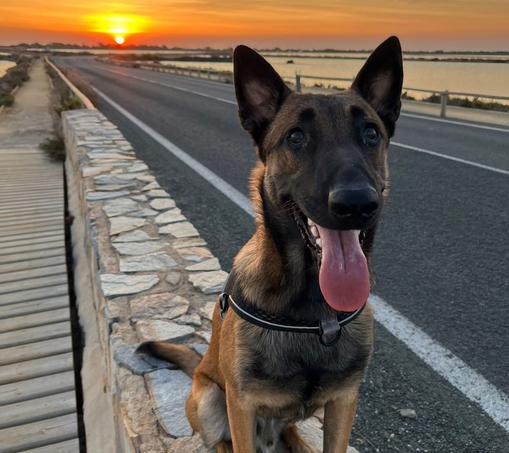 Perro Pastor Alemán sentado con una puesta de sol al fondo.