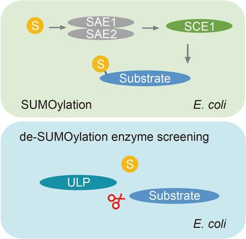 Schematic overview of the reconstitution system. Arabidopsis ULPs (HA-tagged) are introduced into bacterial cells containing SUMO1GG (the mature form of SUMO1), SAE1/SAE2 (the SUMO E1 complex), and substrate (Flag-tagged), with or without SCE1 (the SUMO E2), to determine the de-SUMOylation enzyme of substrates.