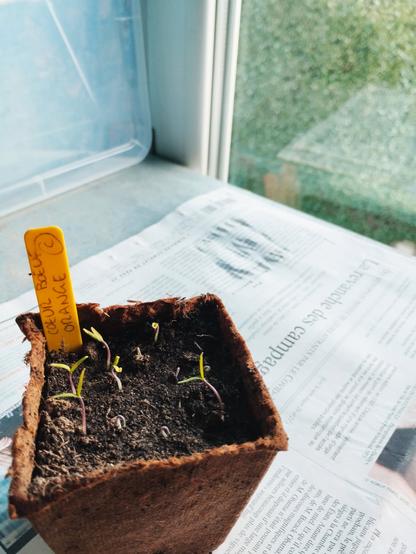 Photo de jeunes pousses d’un semis de #Tomate Cœur de Bœuf Orange. 
Les premières de l’année