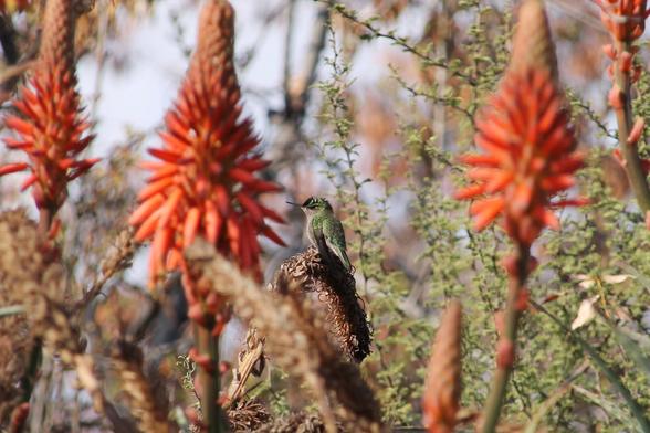 A photo of a small hummingbird with a white post-ocular spot. Its throat is green with small shiny bronze spots; above it is green with a bronze shine and below it is grayish green. The flanks and tail are bronze green. The beak is straight and black, it is a native species of Chile and Argentina. It is standing among the flowers of the candelabra aloe. The flowers are clusters of 20-30 cm, narrowly conical, where the scarlet orange flowers are gathered. They grow erect, and then droop downwards until they open.