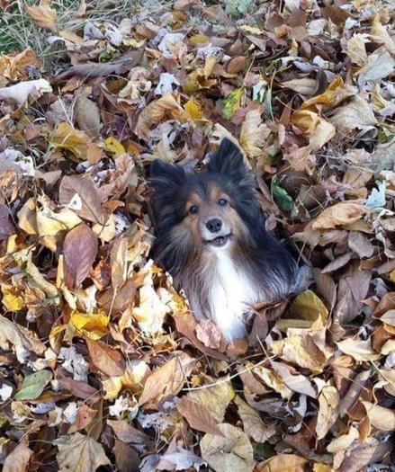 An adult Sheltie (Daisy) buried in a pile of autumn leaves. She is looking up at the camera and making a "woo-woo" sound. Daisy always loved to play in the leaf piles, and loved it when we threw leaves onto her.