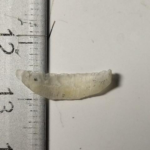 Pezzo dell'unghia spezzata sottosopra sul bordo del mio righello, per mostrarla bene