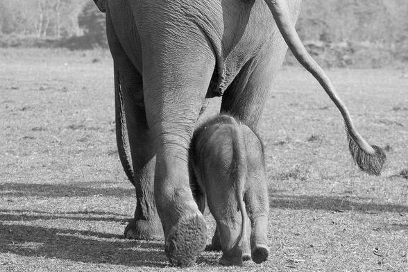 A monochrome, greyscale photograph of two elephants - mother and baby. Photographed from the back, while walking in a short grass. Only a lower part of the mother's body is visible and the calf is walking between her rear legs.