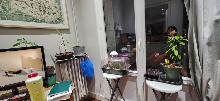 Photo de mon bureau, avec différented plantes posées sur des tabourets, des radiateurs et des coins de table. Des sacs plastiques, des pots vides et des carnets ajoutent au souk ambiant.