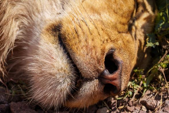 Sleeping Lion Closeup