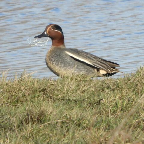 Zijkant van meneer Wintertaling, aan de rand van het water. De snavel wijst naar links. Het gras op de voorgrond is redelijk lang.