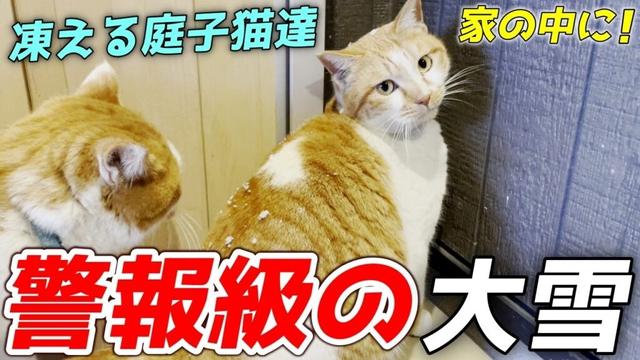 大寒波で雪の中凍えていた庭子猫達を家の中へ招きストーブで暖めてあげました！[三毛母猫の子猫]