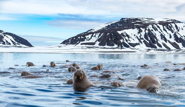 photo - walrus huddle, Queen Elizabeth Islands, Arctic Canada