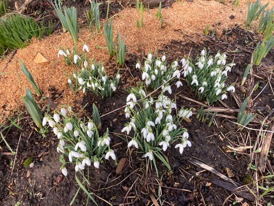 Five clumps of white snowdrop flowers on a growing bed. Some daffodil foliage is dotted around and about them also including in the middle of a sawdust and wood shavings pathway.