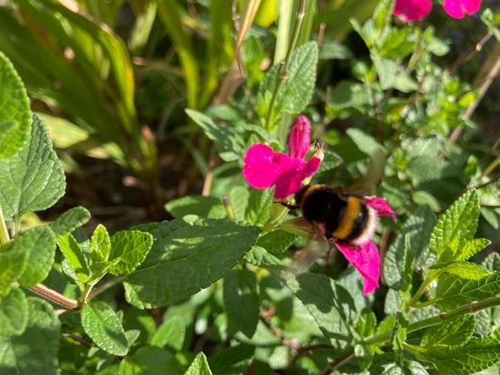 A white tailed bumble bee on a pink salvia flower back in early autumn. Some of the plant’s green foliage is in bright sunlight some is in shadow.