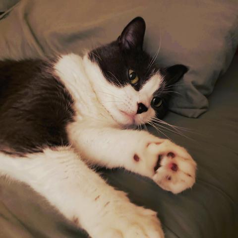Grey and white tuxedo cat lying with his head resting against a pillow on a bed. The toe beans of one paw are visible.