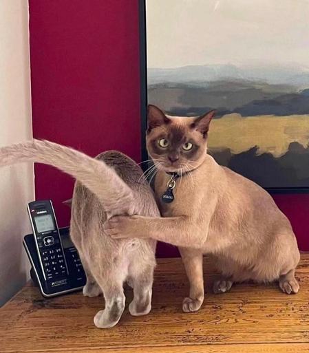 Photography. A funny color photo with two cats in a, let's say... embarrassing situation. The photo shows two beige cats on a wooden table in the corner of a room next to a telephone and a painting on the red wall. The cat on the right can be seen from the front and is looking somewhat grimly into the camera. The cat on the left can only be seen from behind and with its tail raised. And therein lies the problem. The cross-eyed right cat is holding its paw protectively in front of the other cat's butt hole (sorry). I don't know if and how the photo has been edited, but it's hilarious.