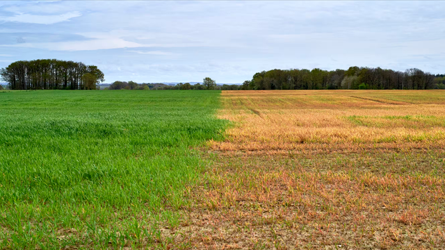 Vue d’un champ en Vendé. A l’horizon une ligne d’arbre, au premier plan en espace agricole après moissonage.