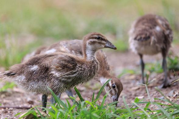 Teenage Ducklings. One in the foreground in focus facing right, one behind, mostly hidden, and one on the right in the background with its butt facing the camera.