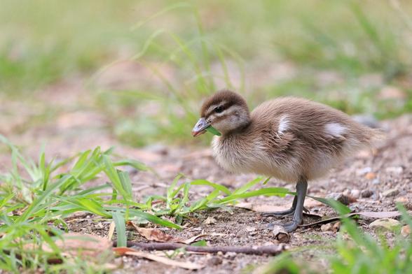 One tiny duckling covered in down. It has a piece of grass in its beak like a fat green cigar.