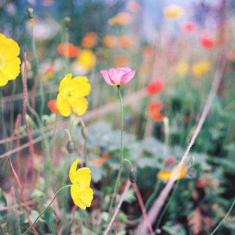 A colour photograph of a pink poppy in focus and then all around it other colours of poppies looking very painterly out of focus. The image is bright an energetic.