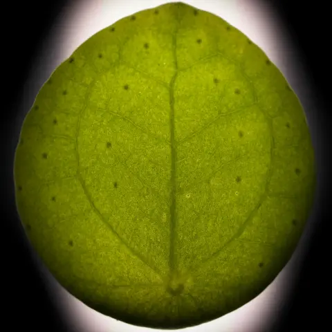 Macro sur une un feuille de Pilea peperomioides