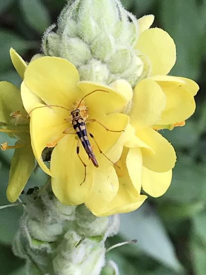 A long slim beetle with long amber antennae and black and yellow elytra perches on yellow flower. The flower is one of several open ones on a spike of mostly unopened green flowers-to-be.