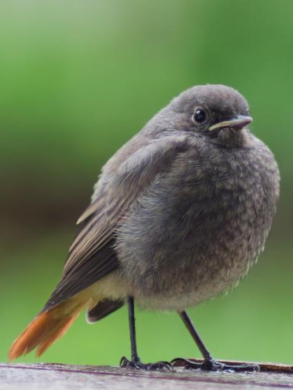 Young fledgling