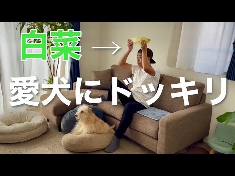 愛犬に白菜ドッキリw  (レークランドテリア)