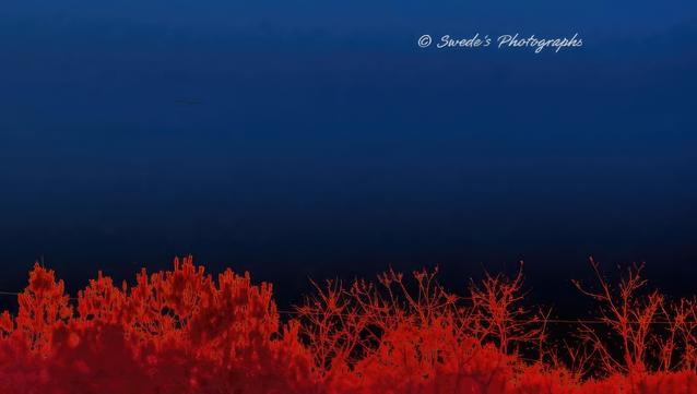 Here is a inverted color sunset. The sky, which typically glows with warm hues of orange, pink, and purple during a sunset, now appears in striking deep blue tones due to the inversion. The vegetation below, usually green or brown, is transformed into vibrant reds and oranges. This contrast between the dark blue sky and the vivid red vegetation creates a surreal and eye-catching visual effect.