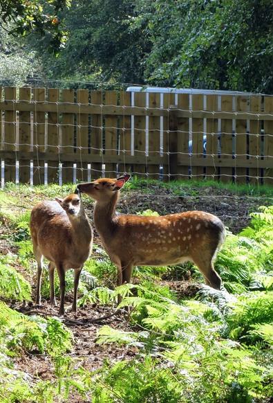 Two deer stand near a fence in a lush green environment. One deer is affectionately nuzzling the ear of the other.