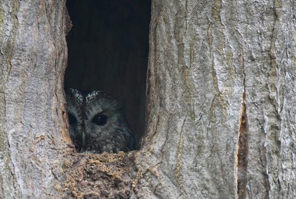 Aus einem Astloch schaut mit einem Auge ein Waldkauz heraus. Man sieht mehr den Baum als die Eule.