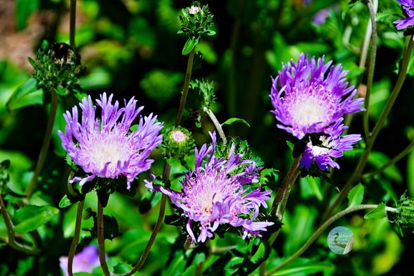 An outdoor photograph of three round, cup-like purple flowers with a background of green leaves and stalks.