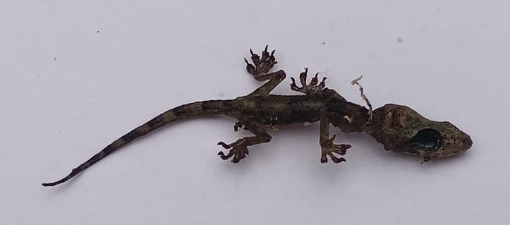 Ein eingetrockneter mumifizierter Gecko liegt auf einer weißen Fliese.
