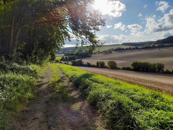A country lane partly in the sun, partly covered in shade by the trees on the left. To the right are several large fields that are separeted by rows of trees and which have already been harvested.