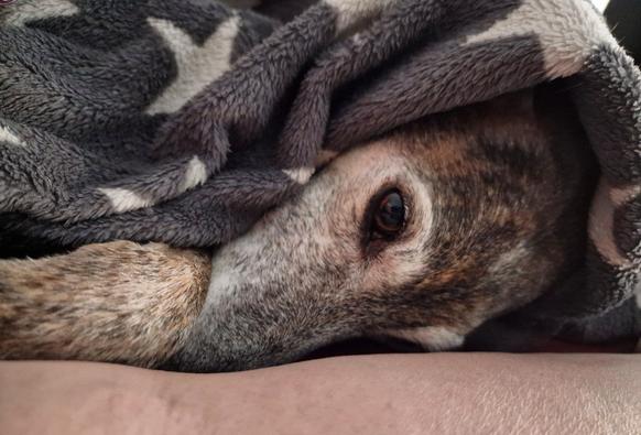 Pina Galgo Espanol liegt angekuschelt und zugedeckt im Bett. Auf dem Foto: Sternchendecke, ihr Gesicht, Teil von Vorderbein und meine Armbeuge
