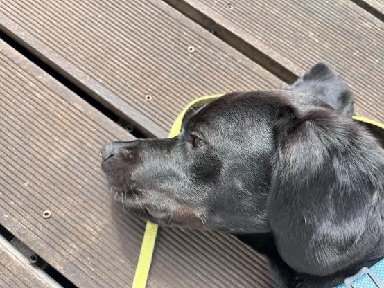 Ein schwarzer Hundekopf liegt auf einem Holzterrassenboden