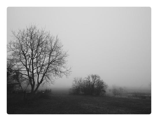 links ein kahler Baum und rechts daneben kahle Büsche im Nebel