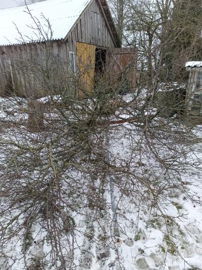 The same scene, except the tree is now felled, laying towards the camera and almost exactly on the line trampled into the snow. A blue cargo strap is next to the line under the tree. The view is covered in branches and twigs.