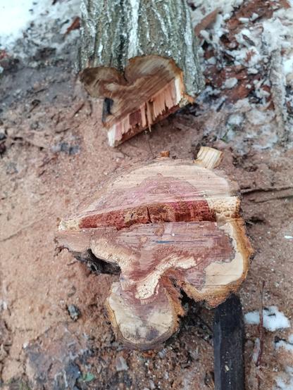 The stump and trunk with a standard felling cut. The tree has broken nicely on the hinge, revealing a beautiful red colour spreading through the core, which is unfortunately some kind of fungal infection. The cutting pattern indicates a somewhat dull chain.