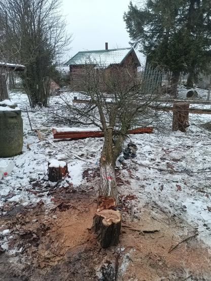 Opposite angle view of the felled tree. It now lays across the peeled log, which didn't bother it at all. A strap leading to an angled steel pole hammered into the ground is visible in the snow. A pile of saw chips is around the stump.