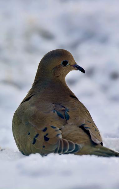 A Mourning Dove sitting pretty in the snow
