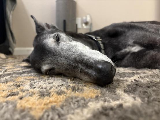 Close up photo of a black greyhound’s face as he lays on the floor. His face is white with age. He appears to be sleeping.