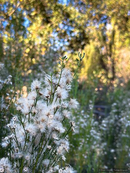 The image shows a close-up of a plant with white, fluffy seed heads, likely from a species of wildflower or weed. The background is blurred, creating a bokeh effect with circular light patterns, which adds an artistic and visually appealing quality to the photograph.